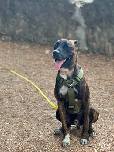 Izabela S. review of Training Anti Pull TRI-Harness® | M-XL Breeds - Khaki image 1 out of 1