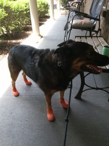 Customer photo review of WagWellies® Mojave Neon Orange