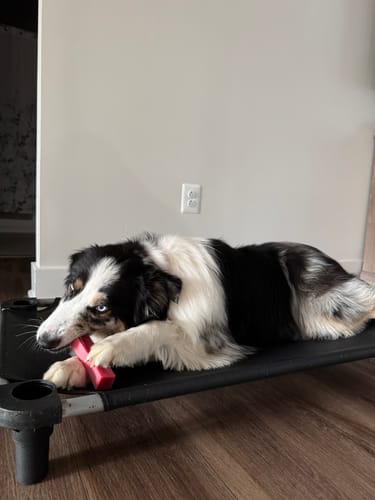 Customer photo review of Strawberry Yak Chews