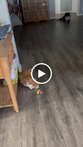 undefined review of SPEEDY TAIL 2.0 image 1 out of 1