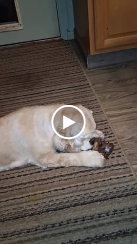 Customer video review of Ostrich Knuckle (Medium – 4" x 3"): The Perfect Chew for Small to Medium Dogs & Sensitive Stomachs