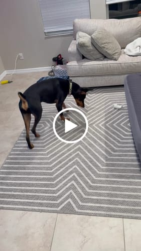 Customer video review of 4 Pack of Treats