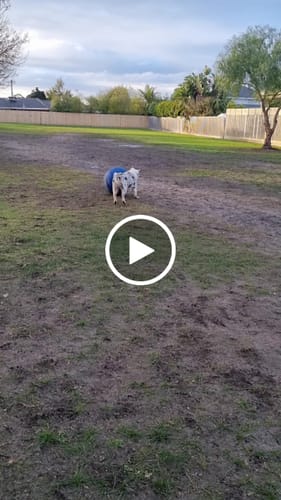 Customer video review of Herding Ball