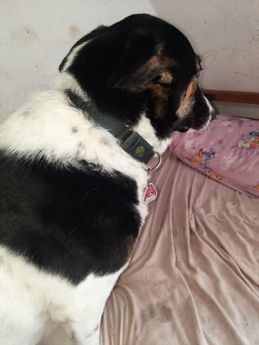 Customer photo review of FurLife™ - 12 Months Flea and Tick Tags for Dogs