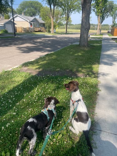 Customer photo review of Solace 6-IN-1 Hands Free Waterproof Leash