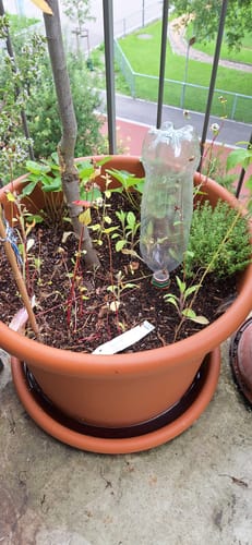 Customer photo review of Tonkegelbewässerung 4 Stk. "Hydro Classic" für 1 L Pet-Flaschen