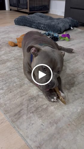 Customer video review of Promo Special: Tote Bag + 1LB of Chews