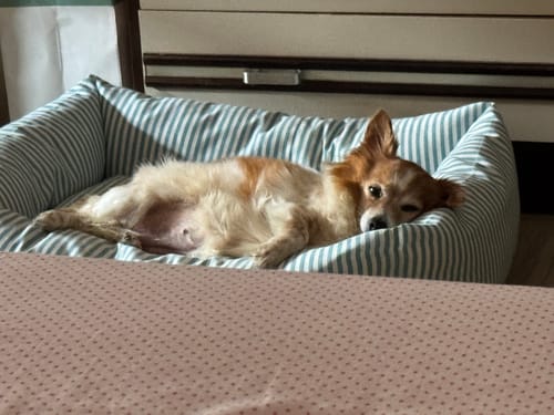 Customer photo review of Cover Divanetto Cotone Righe Strette Ottanio