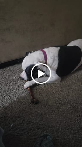 Customer video review of Ostrich Long Bone (19" x 3.5"): The Ultimate Challenge for Medium, Large & Extra-Large Dogs