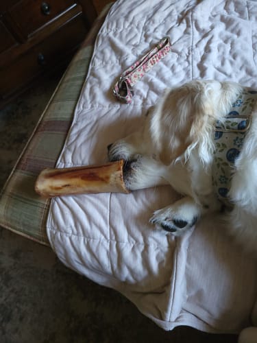 Customer photo review of Smoked Beef Marrow Bone