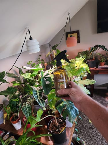 Customer photo review of Houseplant Pest Spray