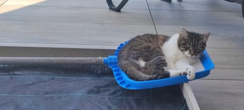 Avis photo d'un client sur Croquettes Chat Stérilisé Sans Céréales - Poulet