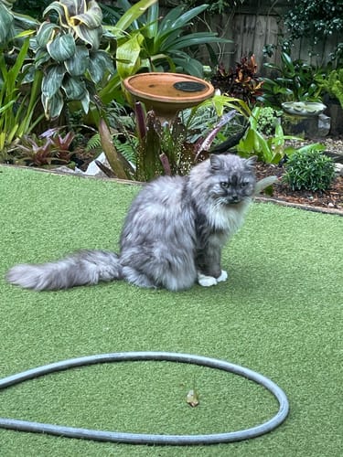 Customer photo review of 3 Month Supply - 1 Cat