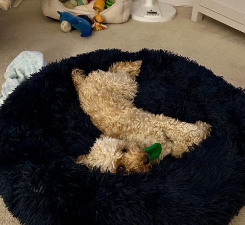 Customer photo review of Calming Donut Bed - Frenchie Blue