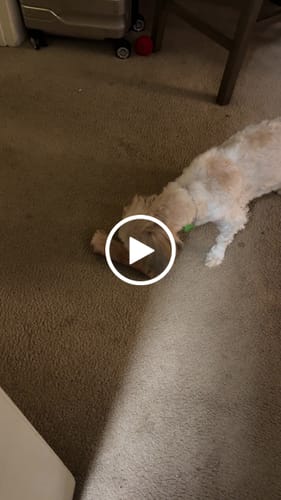 Customer video review of Smoked Beef Marrow Bone
