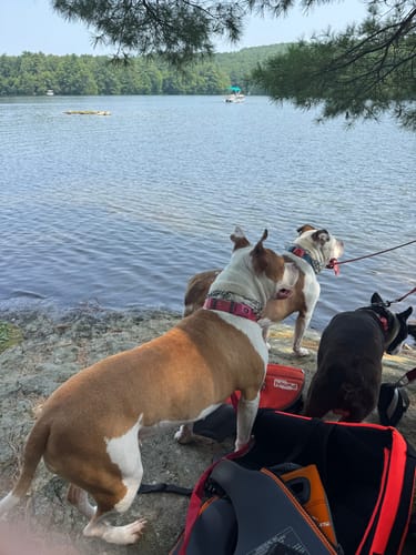 Customer photo review of FurLife™ - 12 Months Flea and Tick Tags for Dogs
