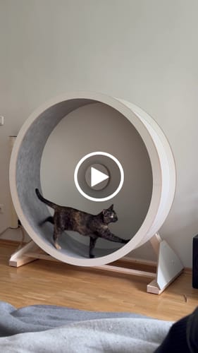 Romina G. review of Elmato Katzenlaufrad Rocky Standmodell image 1 out of 1