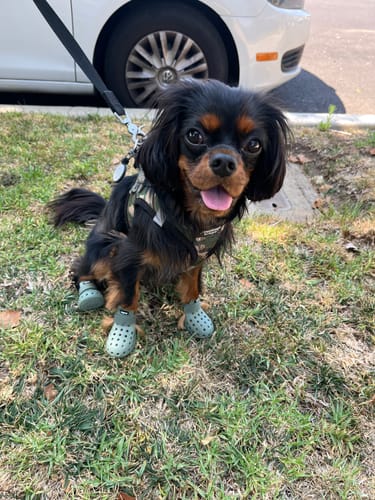 Customer photo review of WagWellies® Mojave