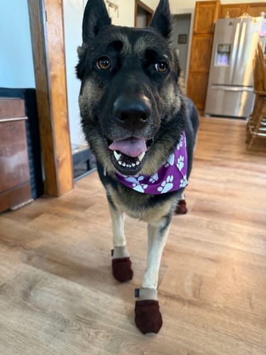 Customer photo review of Leather Dog Booties - Doccasins - 1 pair