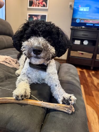 Customer photo review of Ostrich Wing Bone (13" x 1.5"): The Ultimate Long-Lasting Chew for Small Dogs & Light Chewers