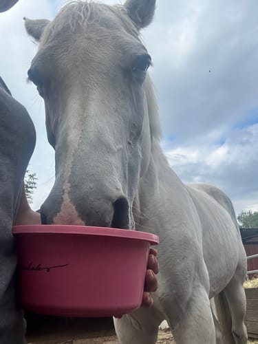 Customer photo review of Strotonin Horse Support