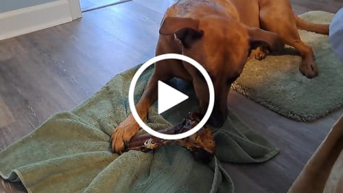 Customer video review of Large Ostrich Cane (11.5" x 5"): The Ultimate Long-Lasting Chew for Medium, Large & XL Dogs