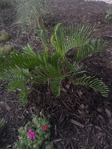 Customer photo review of Coontie