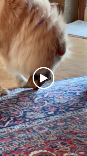 Customer video review of Smoked Beef Marrow Bone