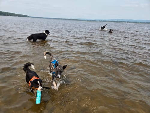 Customer photo review of Non-Stop Dogwear Line Harness 5.0