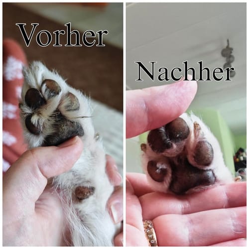 Customer photo review of Neakasa P1 Pro 5-in-1 Haustierpflege Staubsauger Set für Hunde & Katzen