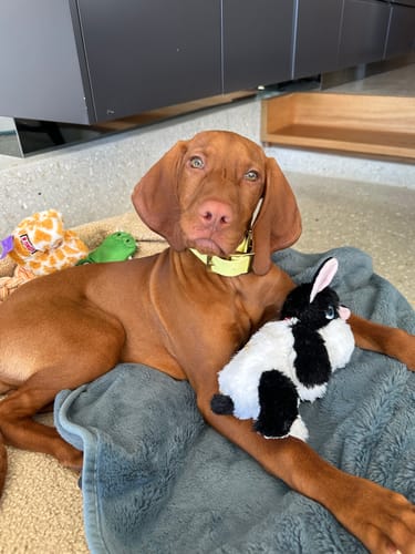 Customer photo review of Buttercup Collar