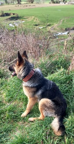 Customer photo review of Hand Made Leather Dog Collar - Ruthless Orange & Black (Wide Fit)
