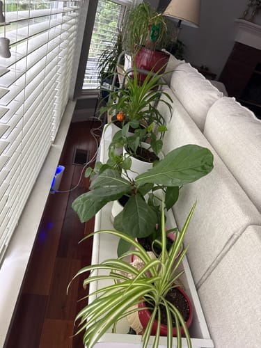 Customer photo review of Fungus Gnat Death Drops