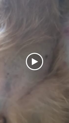 Customer video review of Effiskin®️ Lotion purifiante à usage vétérinaire