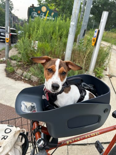 Customer photo review of Kvisp Dog Bike Carrier
