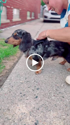 Customer video review of Kvisp Dog Bike Carrier