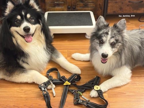Customer photo review of Poop Jiby Dog Charm