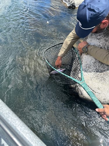 Customer photo review of Lower Deschutes River | Guided Float Trip - Full Day