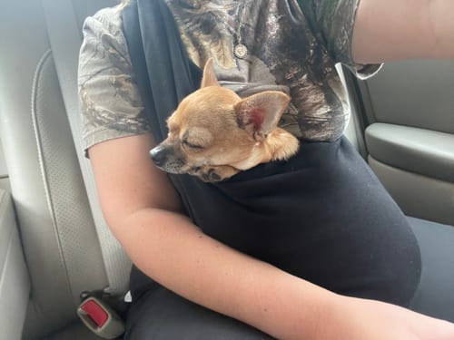 Customer photo review of Lightweight Pet Sling – Chocolate – Up to 11 lbs / 5 kg (Spring/Summer)