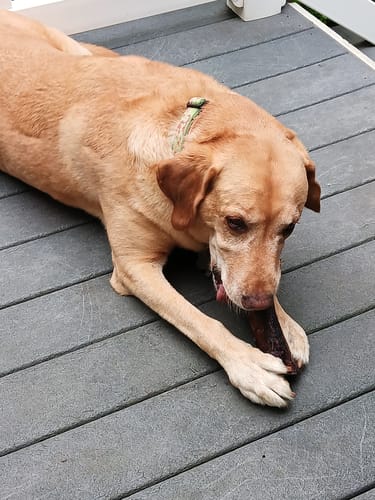 Customer photo review of Smoked Beef Marrow Bone