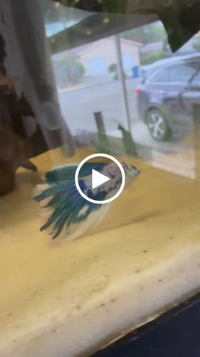 Customer video review of Blue Marble Dot Halfmoon Male Betta Fish | Grower Pick