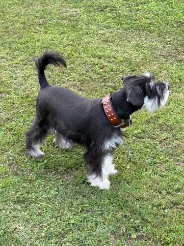 Customer photo review of Hand Made Leather Dog Collar- RuffNeck Brown & Chrome (Regular Fit)