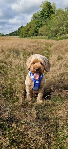 Customer photo review of Trail & Glow Dog Harness - COLOUR DROPS® - Head in the Clouds
