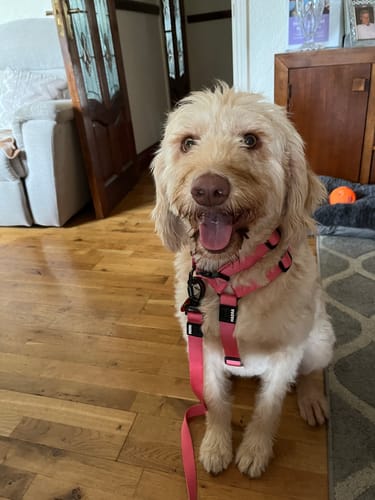 Customer photo review of Tesla leash