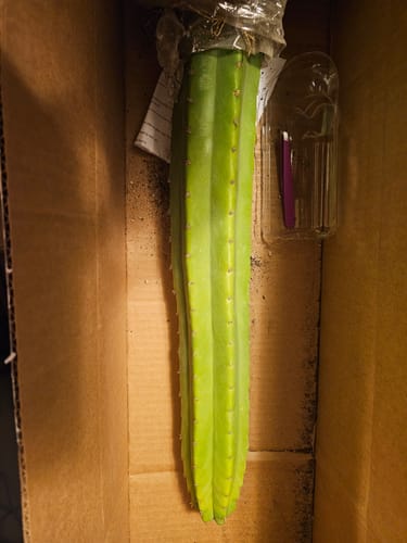 Customer photo review of Trichocereus Pachanoi Cuttings | San Pedro Cactus Cuttings