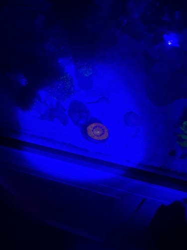 Customer photo review of Scope