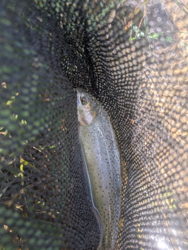 Customer photo review of Mosquito