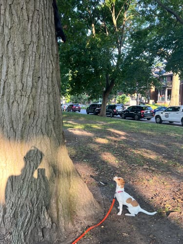 Customer photo review of Trainer