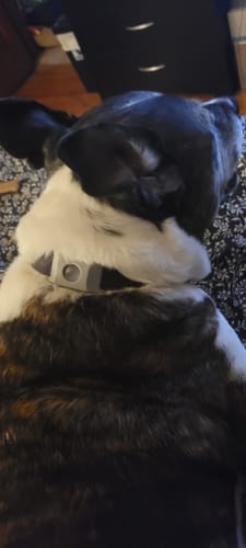 Customer photo review of FurLife™ 12 Months Flea and Tick Free