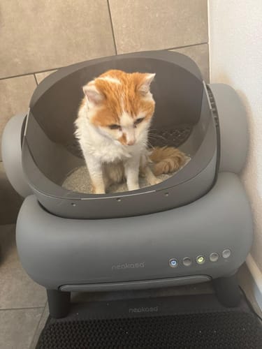 Customer photo review of Neakasa M1 Oben offene, Selbstreinigende Katzentoilette